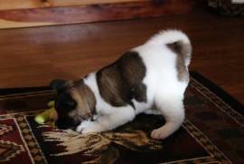 Adorable chiot Akita , Cotonou