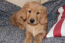 Chiot Golden Retriever, Cotonou