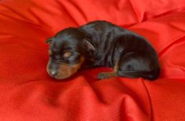 chiot de type PINSCHER FEMELLE , Cotonou