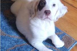 chiot de type SETTER ANGLAIS FEMELLE  , Cotonou