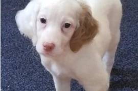 adorable chiot de type setter anglais male , Cotonou