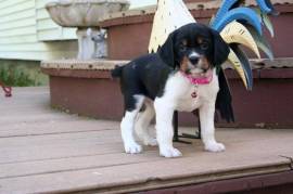 chiot de type EPAGNEUL FEMELLE    , Cotonou