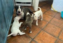 chiot de type BULL TERRIER MALE ET FEMELLE    , Cotonou