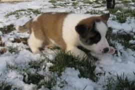 Chiot Akita Inu mâle,, Cotonou