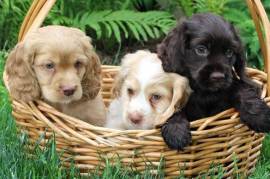 Chiots cocker spaniel (certains aux yeux bleus)