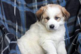 chiot de type AKBASH FEMELLE   , Quebec City