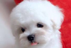 Bichon frisé, Montréal