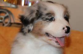 Chiot Berger Australien Femelle Non Lof, Montréal