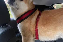 Mignonne Raikouakita inu, Montreal