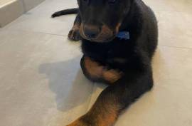 Mignonne chiot le beauceron, Montréal