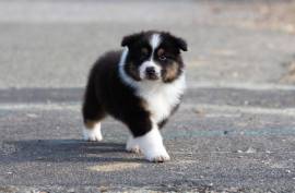 Bébé chiot berger australien, Montréal