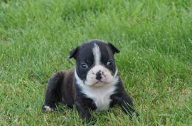 Chiot Boston Terrier Femelle, st Laurent 