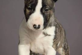 Chiot Bull Terrier, Drummondville