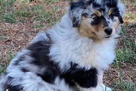 Chiots Bergers Australien , Rimouski