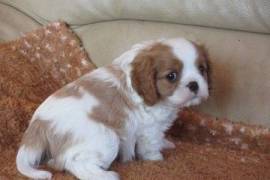 Adorables Chiots Cavaliers King Charles, Trois Pistoles