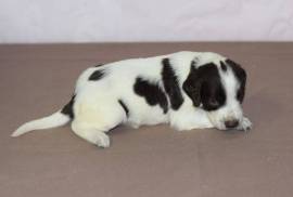 Chiot Épagneul, Mirabel