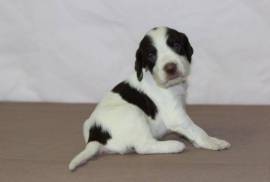 Chiot Épagneul, Mirabel