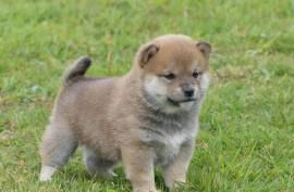 Chiot Shiba Inu, Quebec