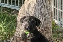 Chiot Shnauzer Nain Pure Race, Sainte-Julienne