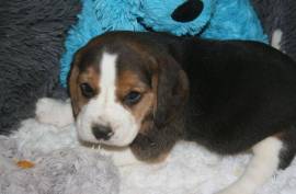 Chiot Beagle, Gatineau