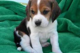 Chiot Beagle, Gatineau