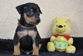 Chiot Pinscher, Mercier