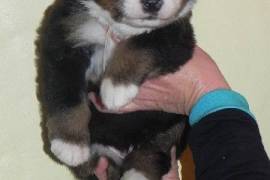 Chiots Bouvier Bernois, Sainte-Julienne