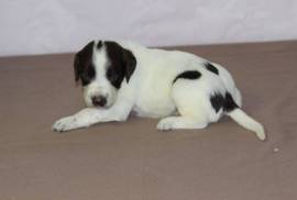 Chiot Épagneul Pure Race, Terrebonne