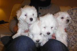 Chiots Bichon Maltais, Rimouski