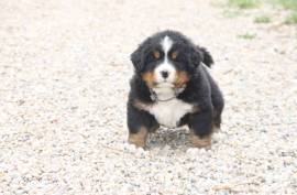 Chiot Bouvier Bernois Pure Race, Brampton