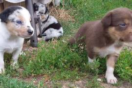 Chiot Border Collie, Richelieu