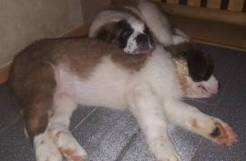 Chiots Saint-Bernard, Drummondville