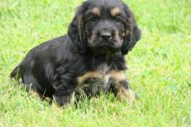 Chiot Cocker, Vancouver