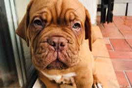 Jolie dogue de Bordeaux, Montréal