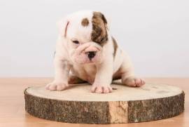 Chiot Bulldog Anglais , Drummondville