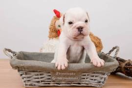 Chiot Bulldog Anglais , Drummondville