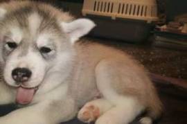 Chiot Husky Sibérien, Sherbrooke