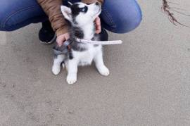 A Donner adorable Chiot Husky Sibérien Femelle, Godomey