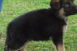 Chiot Berger Allemand FEMELLE, Godomey