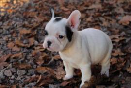 DON chiot Bouledogue Francais, Votre ville