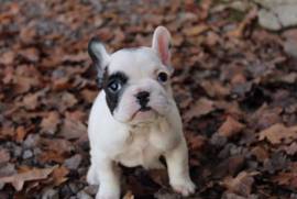 DON chiot Bouledogue Francais, Votre ville