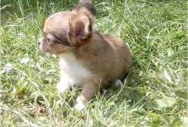 Magnifique petite chiot femelle chihuahua, Votre ville