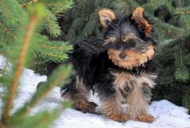 A Donner CHIOT FEMELLE YORKSHIRE AU LOF, Votre ville