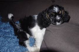 A Donner American Cocker Spaniel Femelle, Votre ville
