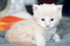 Adoption Chaton Angora Turc "Corneil", Votre ville