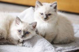 A Donner Adorable Chaton Birmanie male femelle, Votre ville
