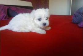 BICHON MALTAIS FEMELLE, Votre ville