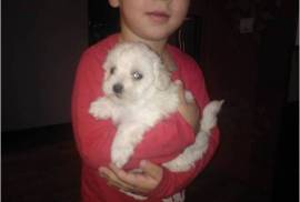 BICHON MALTAIS FEMELLE, Votre ville