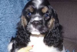 A Donner American Cocker Spaniel Femelle, Votre ville