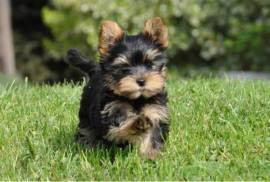 CHIOT FEMELLE YORKSHIRE AU LOF, Votre ville